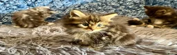 Maine Coon cats for sale: Pure Maine Coon Kittens - Advert 5