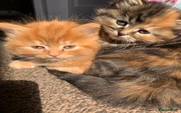Turkish Angora cats for sale: Turkish Angora kittens - 2 left - Image 7