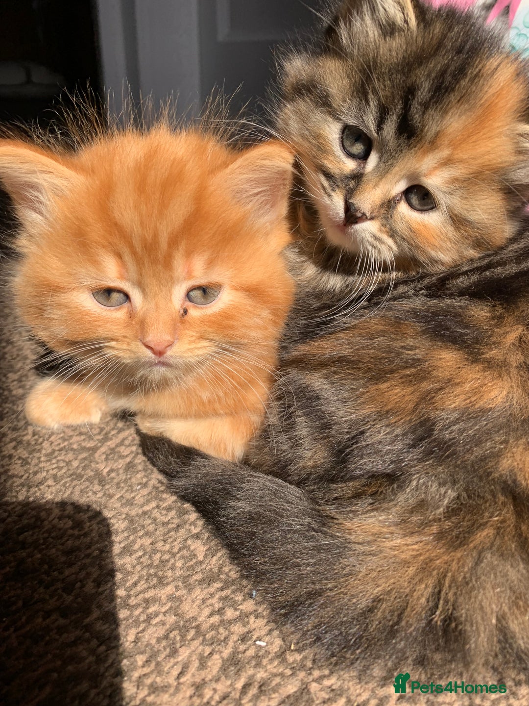 Turkish Angora cats for sale: Turkish Angora kittens - 2 left - Image 7