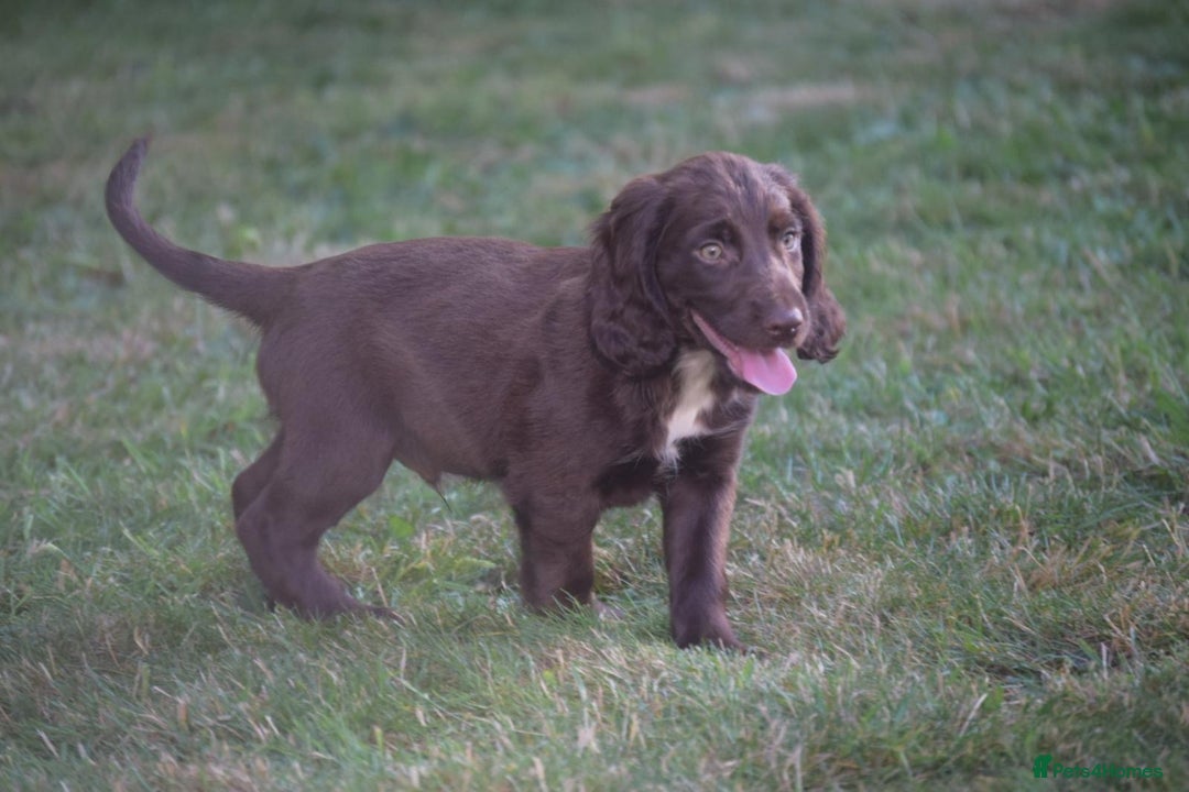 Cocker Spaniel dogs for sale: READY TO NOW Cocker spaniels puppies  - Image 3