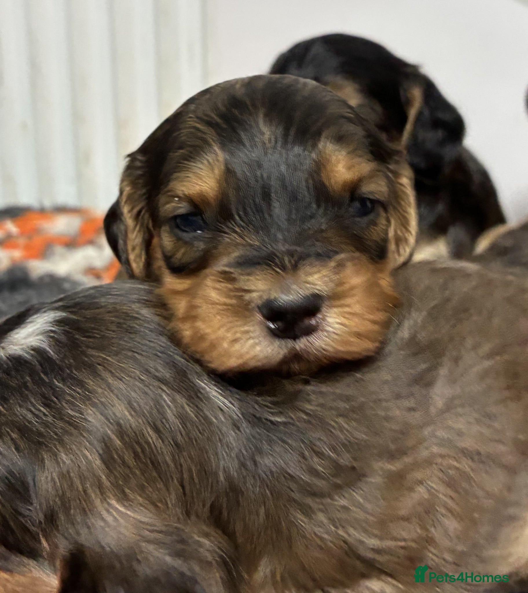 Cockapoo dogs for sale: 🌟 Stunning F1 cockapoo puppies 🌟 - Advert 6