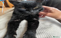 British Shorthair cats for sale: Lovely Elderly Cat - Image 6