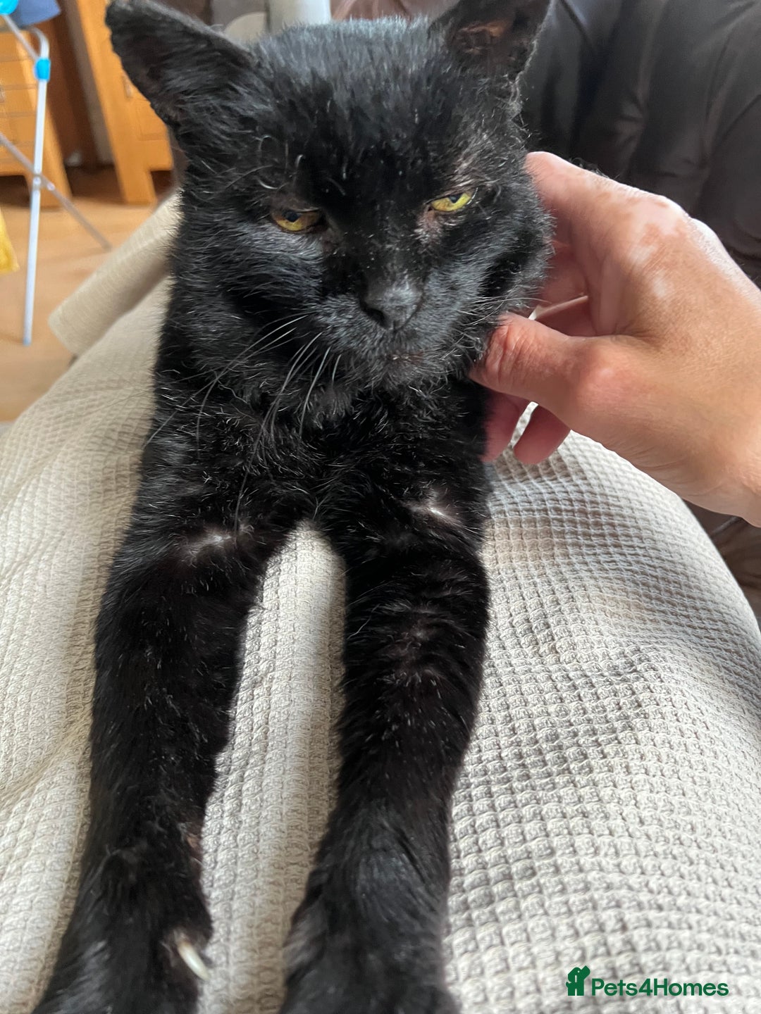 British Shorthair cats for sale: Lovely Elderly Cat - Image 6