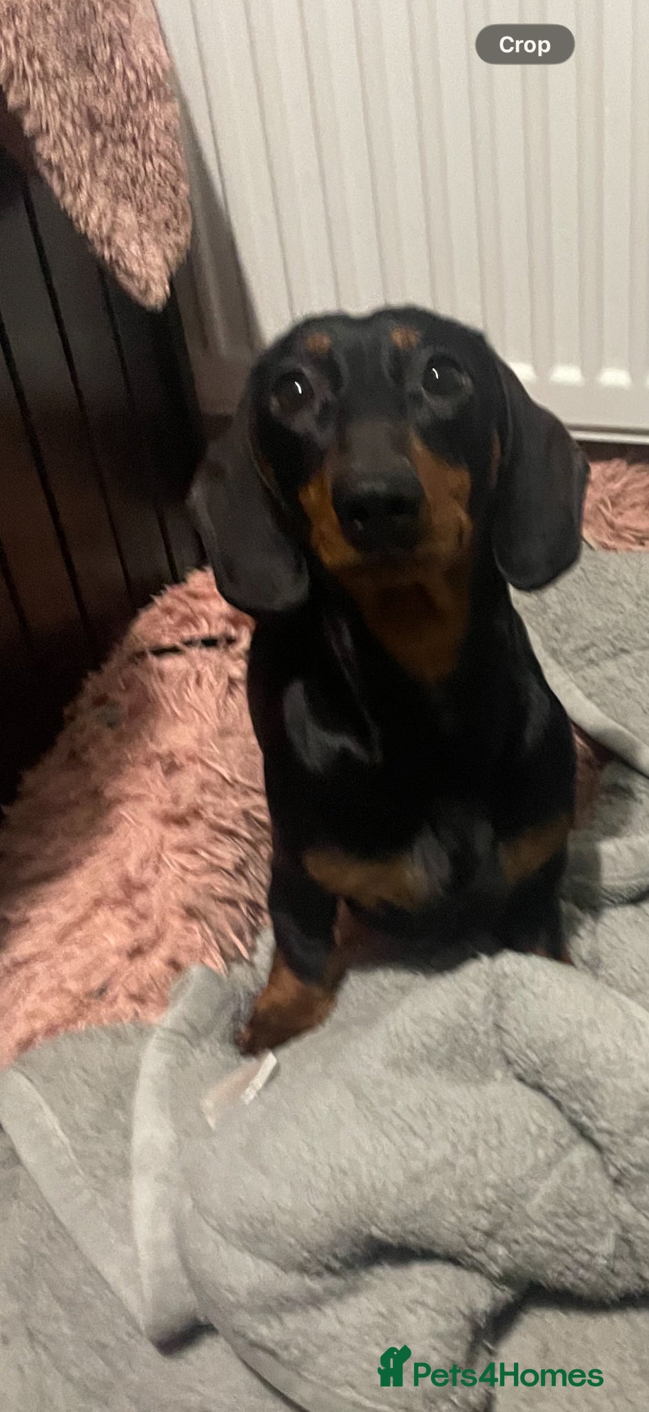 Dachshund dogs Dachshund puppy - Advert 1