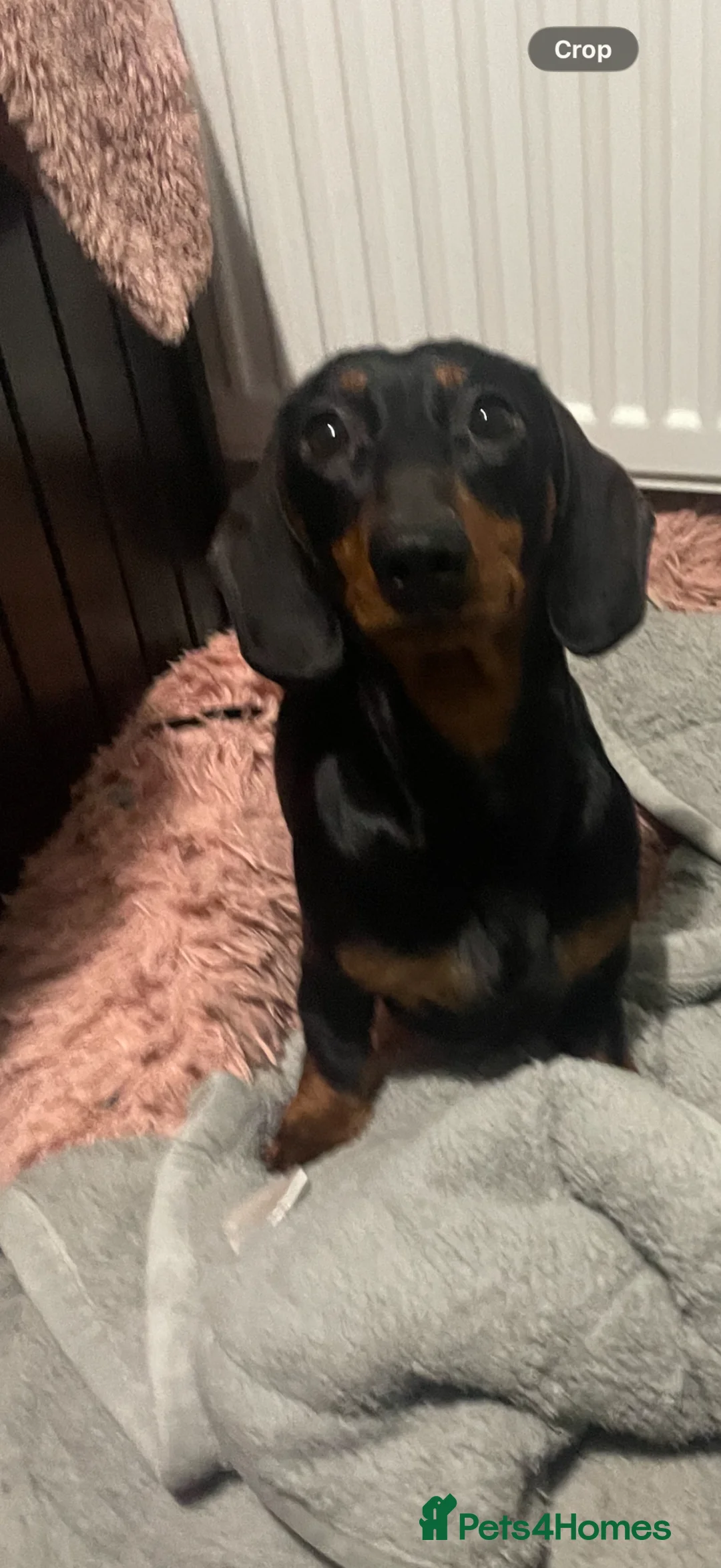 Dachshund dogs for sale: Dachshund puppy - Advert 1