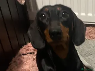 Dachshund dogs Dachshund puppy - Advert 7