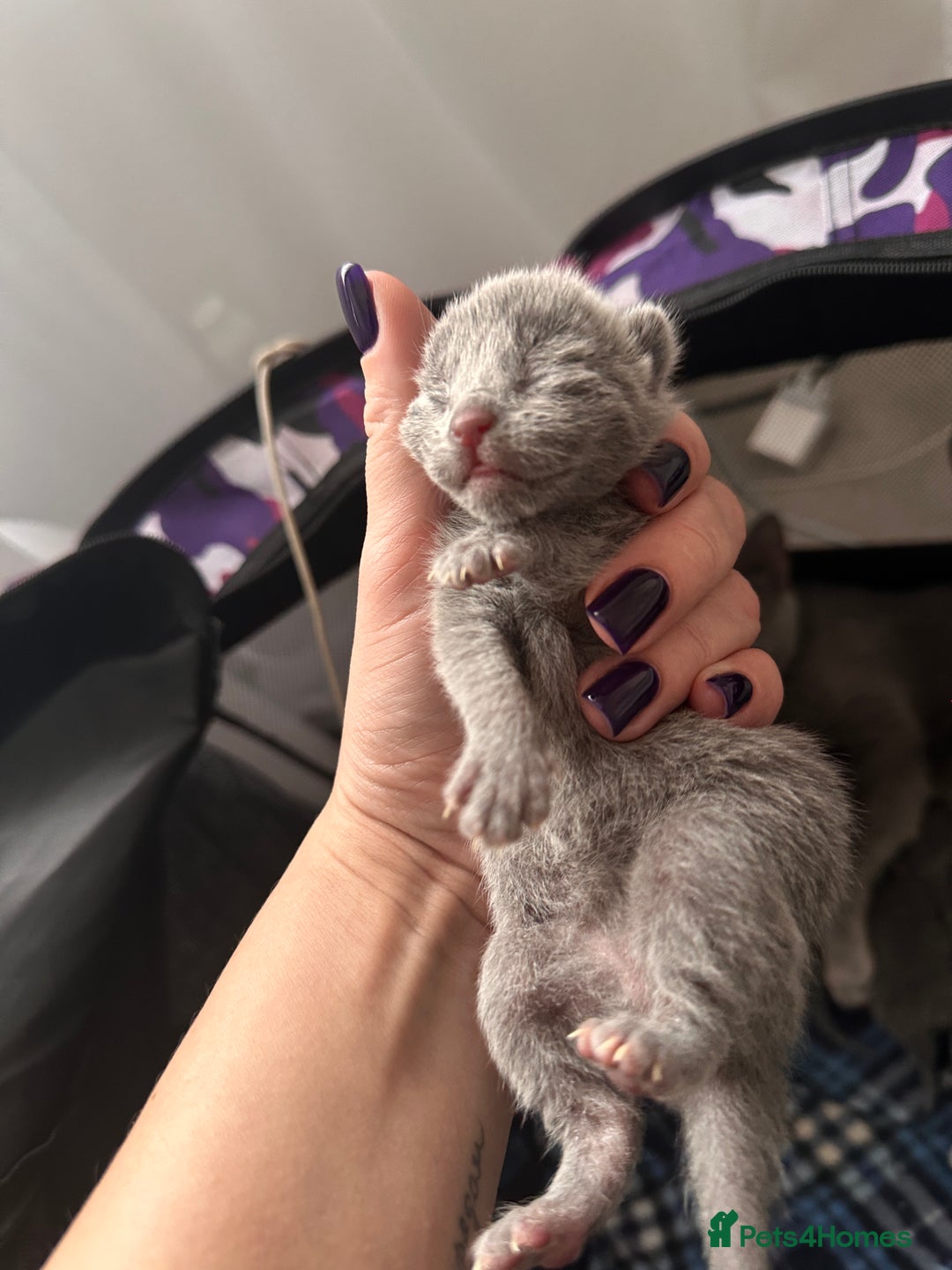 Russian Blue cats for sale: *TOP* Quality TICA GCCF Russsian Blue Kittens - Image 7