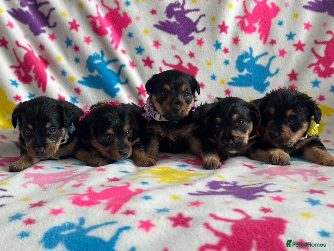 Jackapoo dogs for sale: Jackapoos  - Image 1