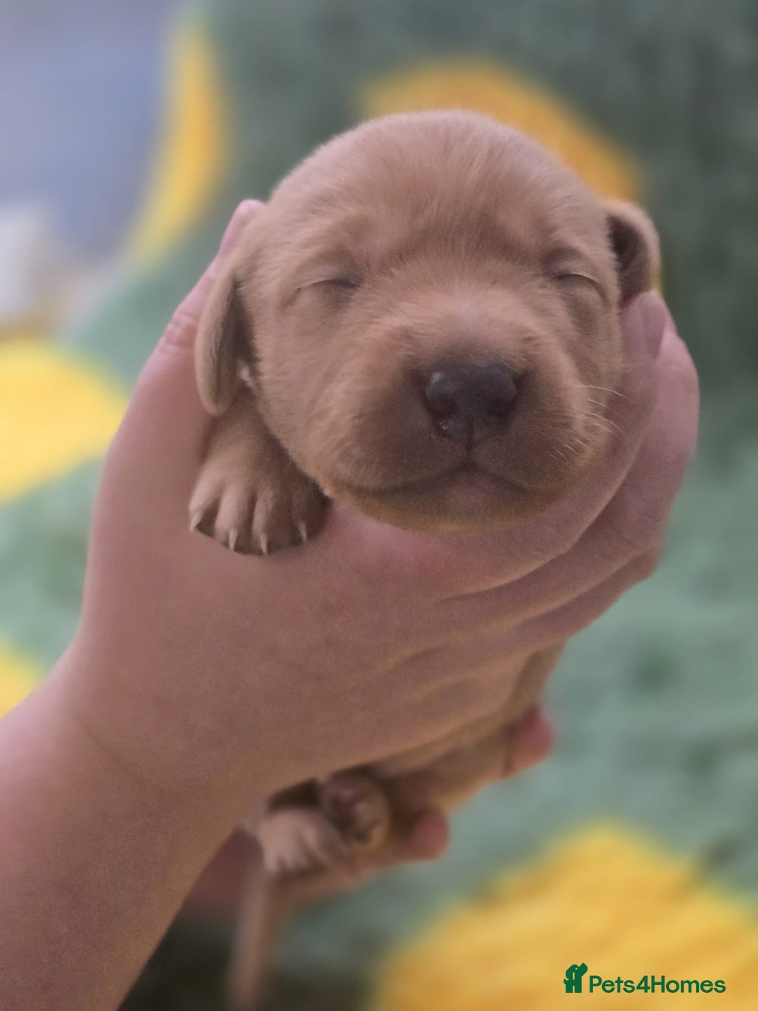Labrador Retriever dogs for sale: KC Registered Labrador Puppies. - Advert 33