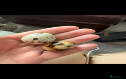 Quail poultry for sale: 3 MALE COTURNIX QUAIL, HATCHLINGS & EGGS FOR SALE - Advert 4