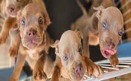 Olde English Bulldogge dogs for sale: Old english bulldoggee mammut/mammoth - Image 32