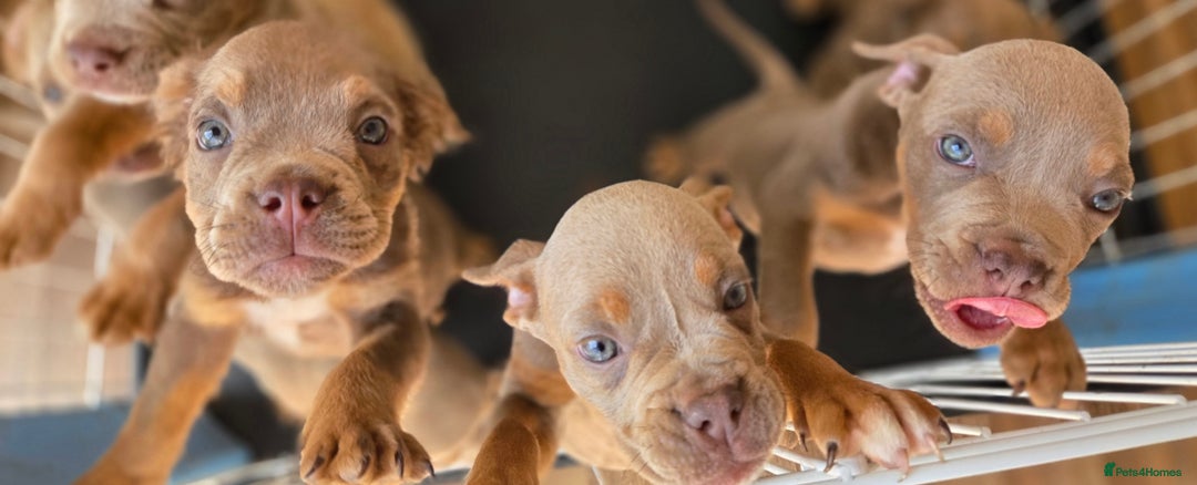 Olde English Bulldogge dogs for sale: Old english bulldoggee mammut/mammoth - Image 32