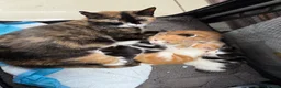Mixed Breed cats for sale: Stunning Kittens in London - Advert 1