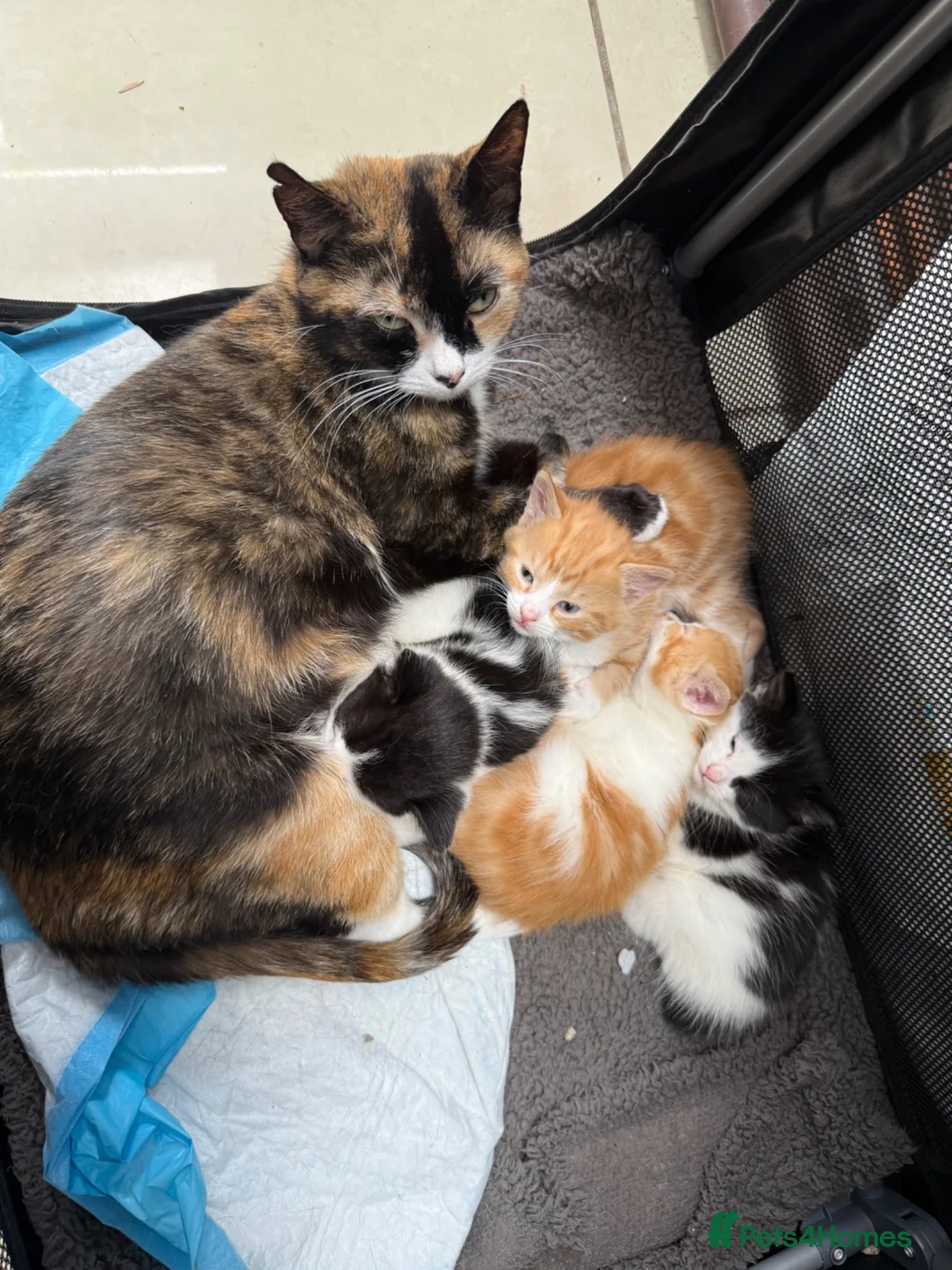 Mixed Breed cats for sale: Stunning Kittens in London - Advert 1