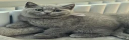 British Shorthair cats for sale: Blue British Shorthair ✨ chunky teddy bear kittens - Advert 5