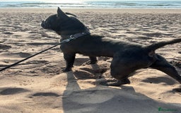 French Bulldog dogs for sale: Buddy Boy - Image 3