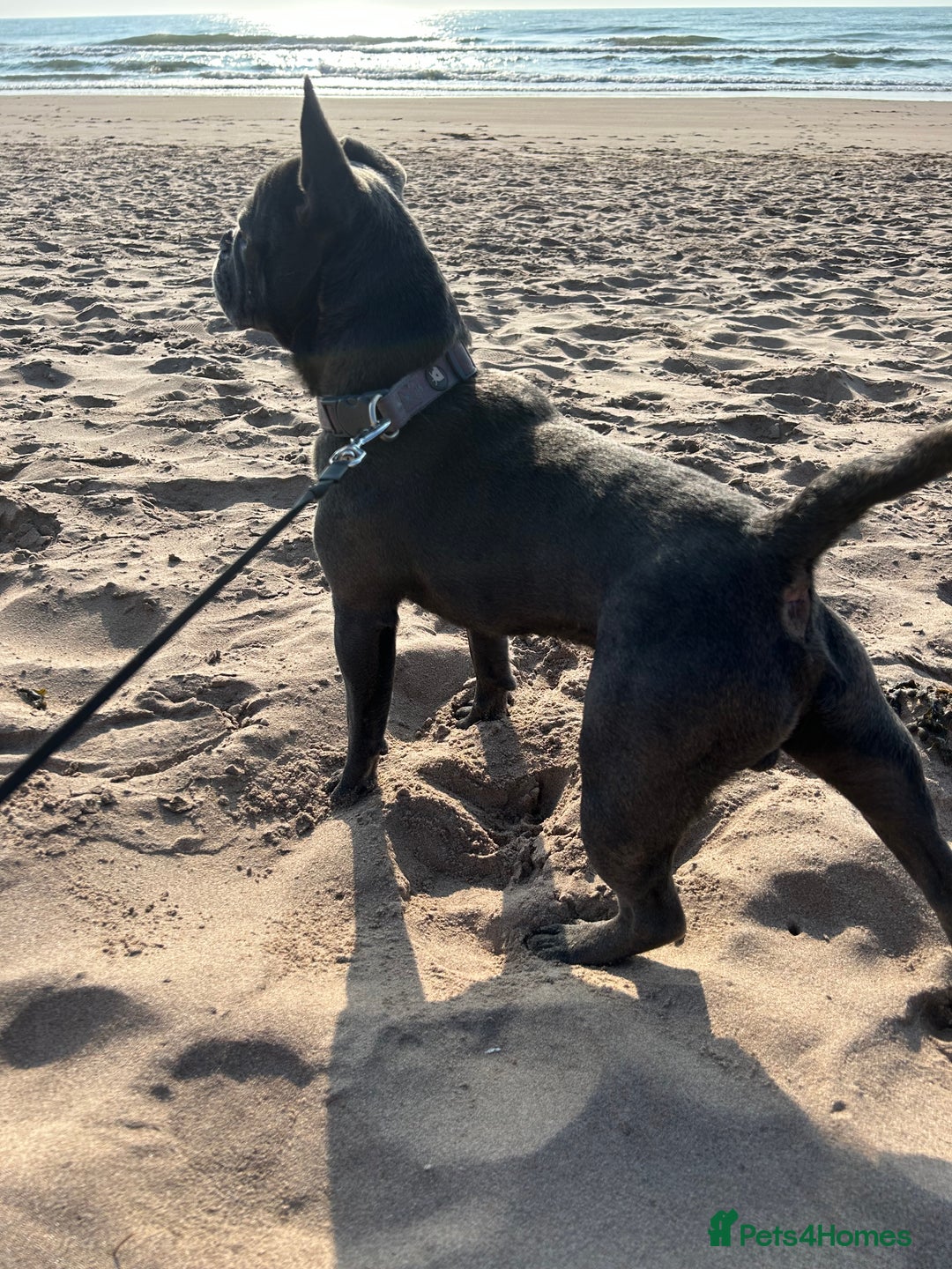 French Bulldog dogs for sale: Buddy Boy - Image 3