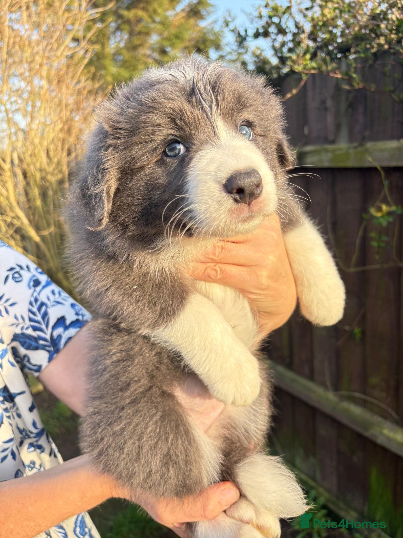 Border Collie dogs Exceptional KC Reg Border collie pups - Advert 2