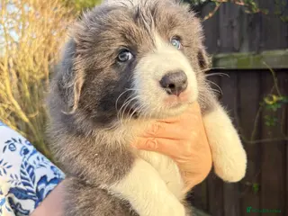 Border Collie dogs Exceptional KC Reg Border collie pups - Advert 1