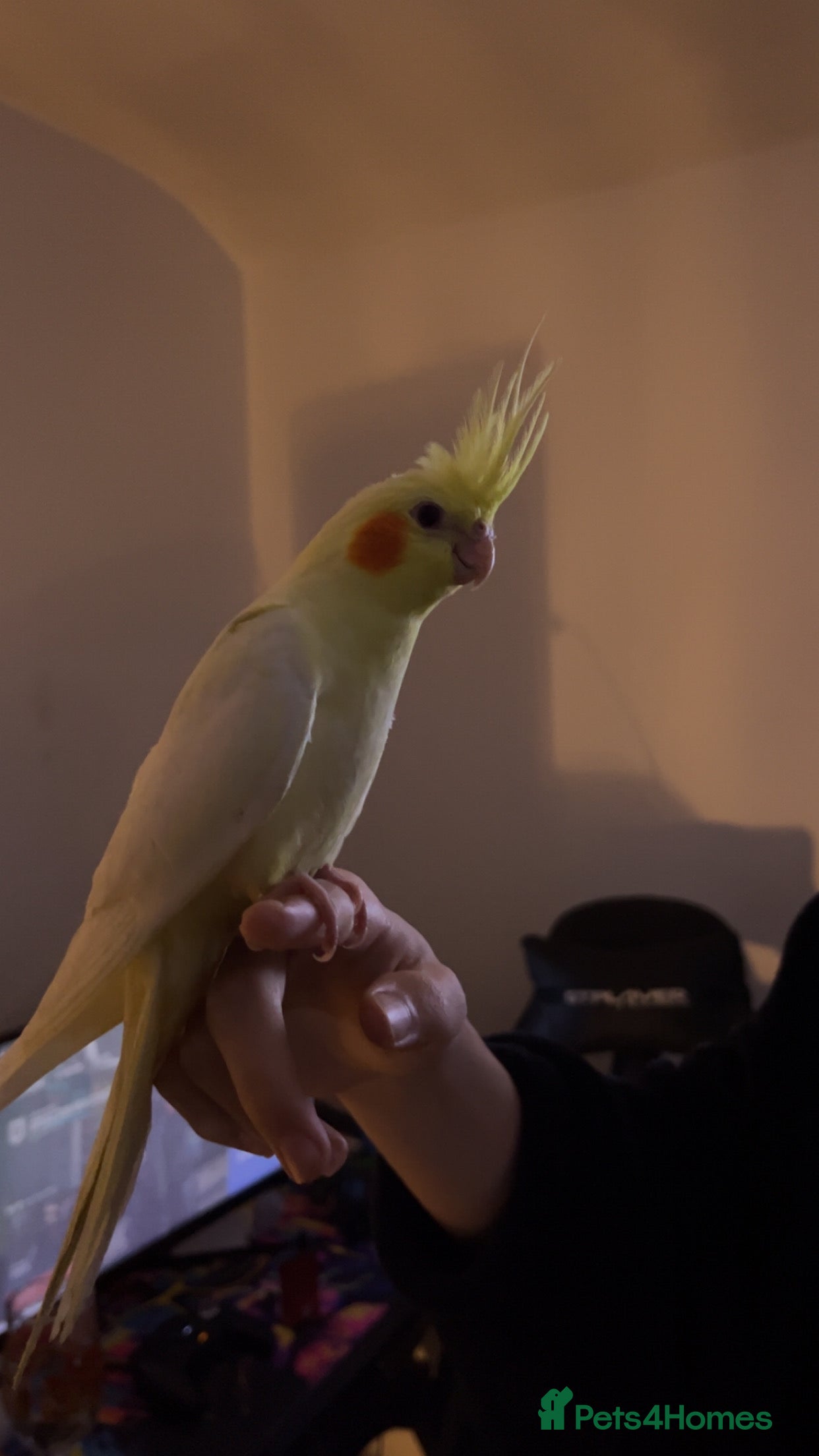 Cockatiels birds Hand reared cockateil - Advert 2