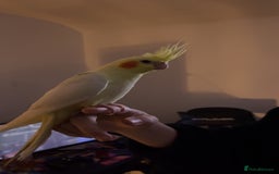 Cockatiels birds for sale: Hand reared cockateil - Advert 1