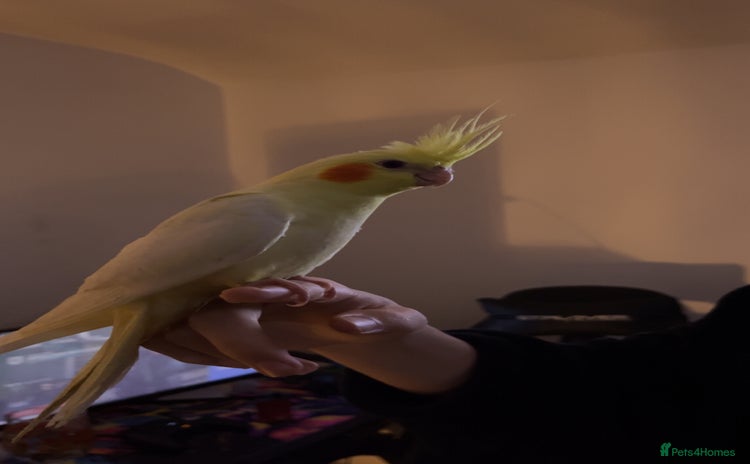 Cockatiels birds Hand reared cockateil - Advert 8