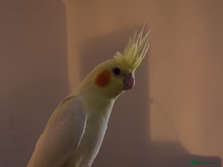 Cockatiels birds Hand reared cockateil - Advert 2