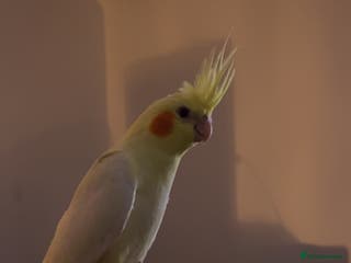 Cockatiels birds Hand reared cockateil - Advert 6