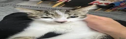 American Shorthair cats for sale: Friendly cats!! 3 black/white/brown cats - Advert 8