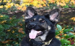 German Shepherd dogs for sale: KC GSD Puppies – Champion Bloodline Pairing - Image 14