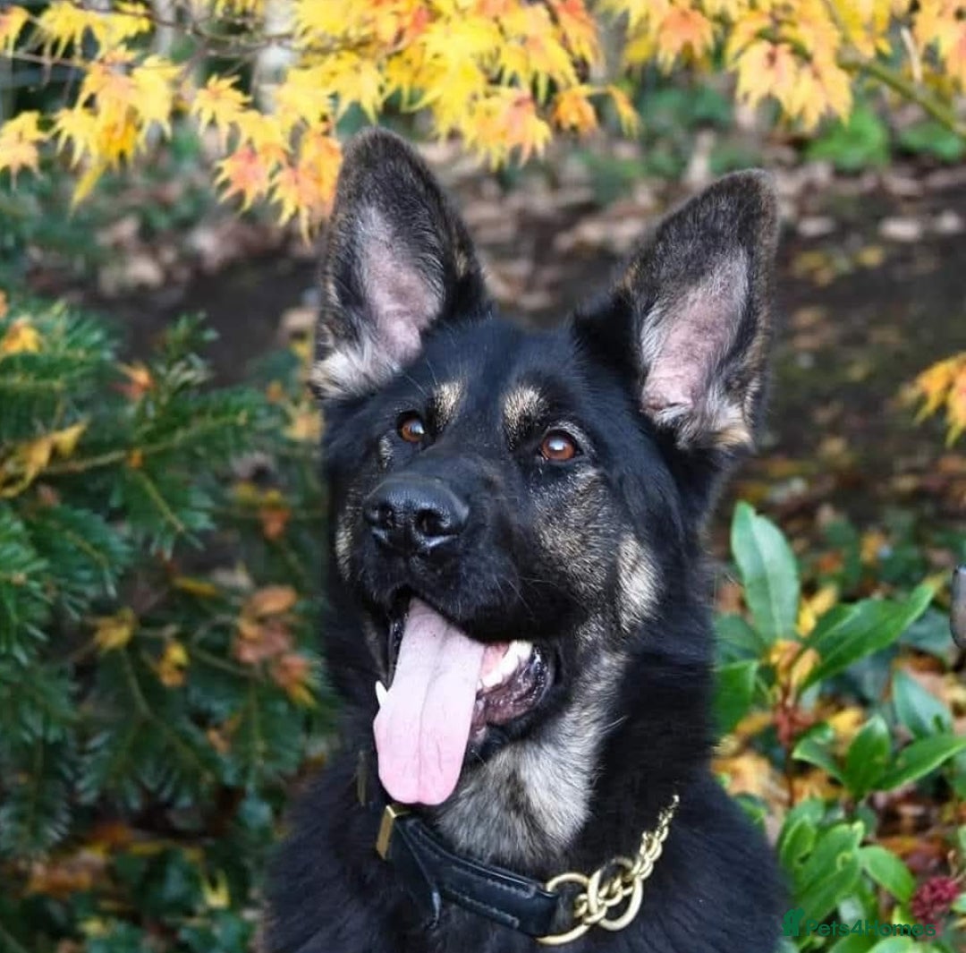 German Shepherd dogs for sale: KC GSD Puppies – Champion Bloodline Pairing - Image 14