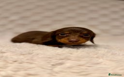 Miniature Dachshund dogs for sale: Long haired chocolate tan dachshunds  - Image 4