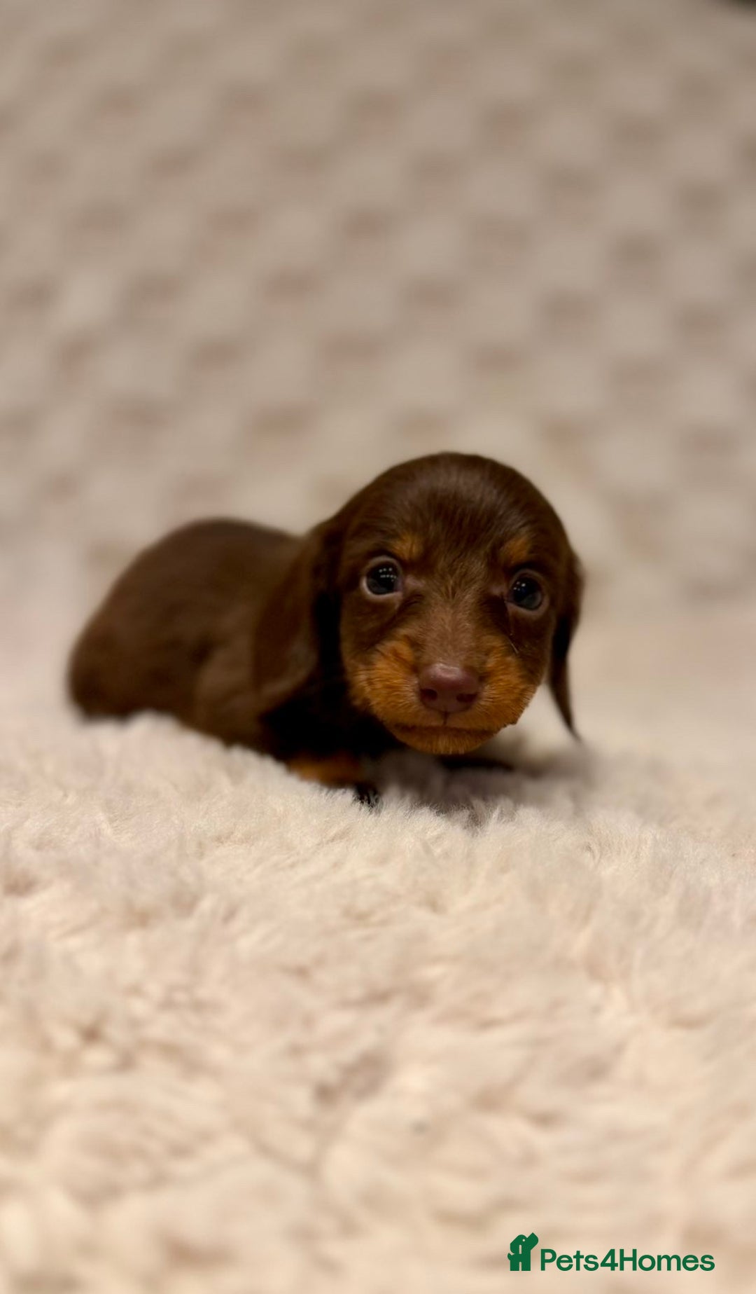 Miniature Dachshund dogs for sale: Long haired chocolate tan dachshunds  - Image 4