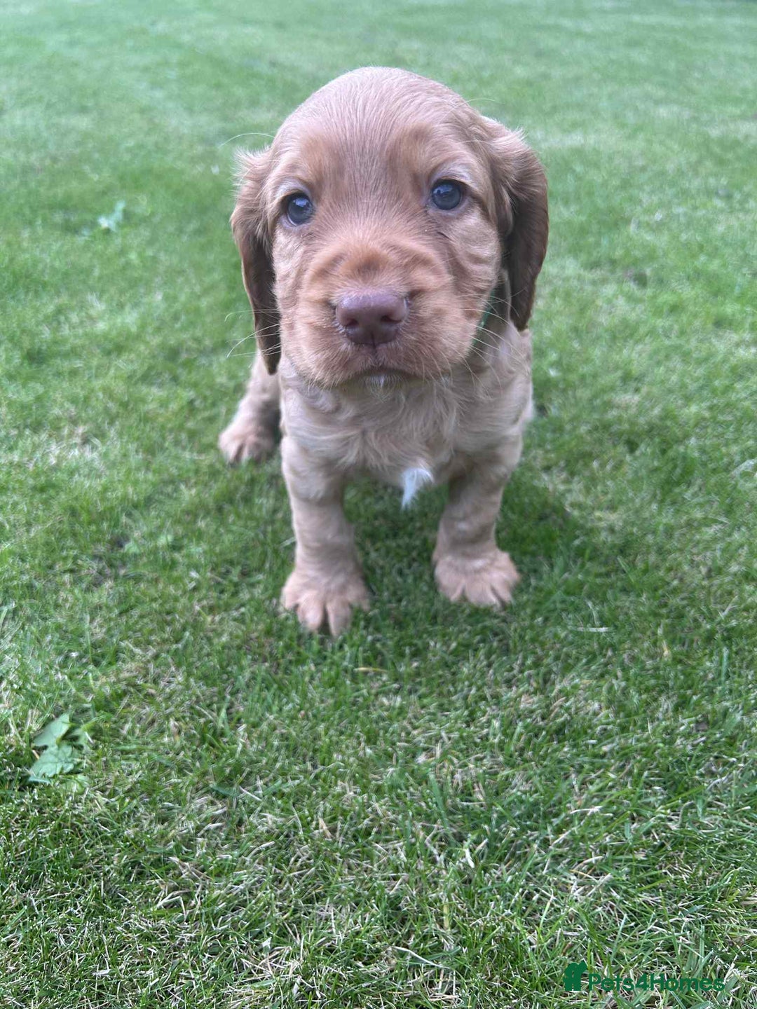 Cocker Spaniel dogs for sale: Cocker spaniel puppies - Image 10