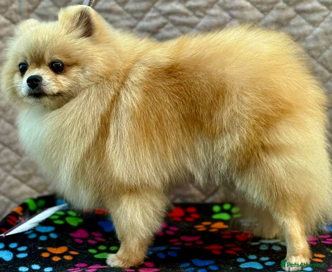 Pomeranian dogs for adoption: Dolce’s Story: From Brokenness to Hope - Image 3