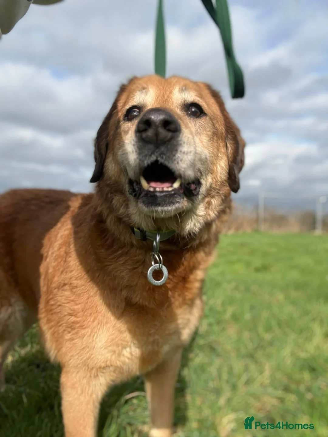 Mixed Breed dogs for adoption: Serghei - Badersfield Norwich  in Norwich - Advert 6