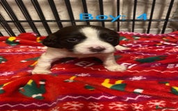 English Springer Spaniel dogs for sale: Beautiful litter of 11 springer spaniel puppies  - Advert 12