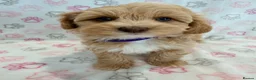 Maltipoo dogs for sale: Beautiful F1 Health Tested Maltipoo babies 💙🐾💖 - Advert 6