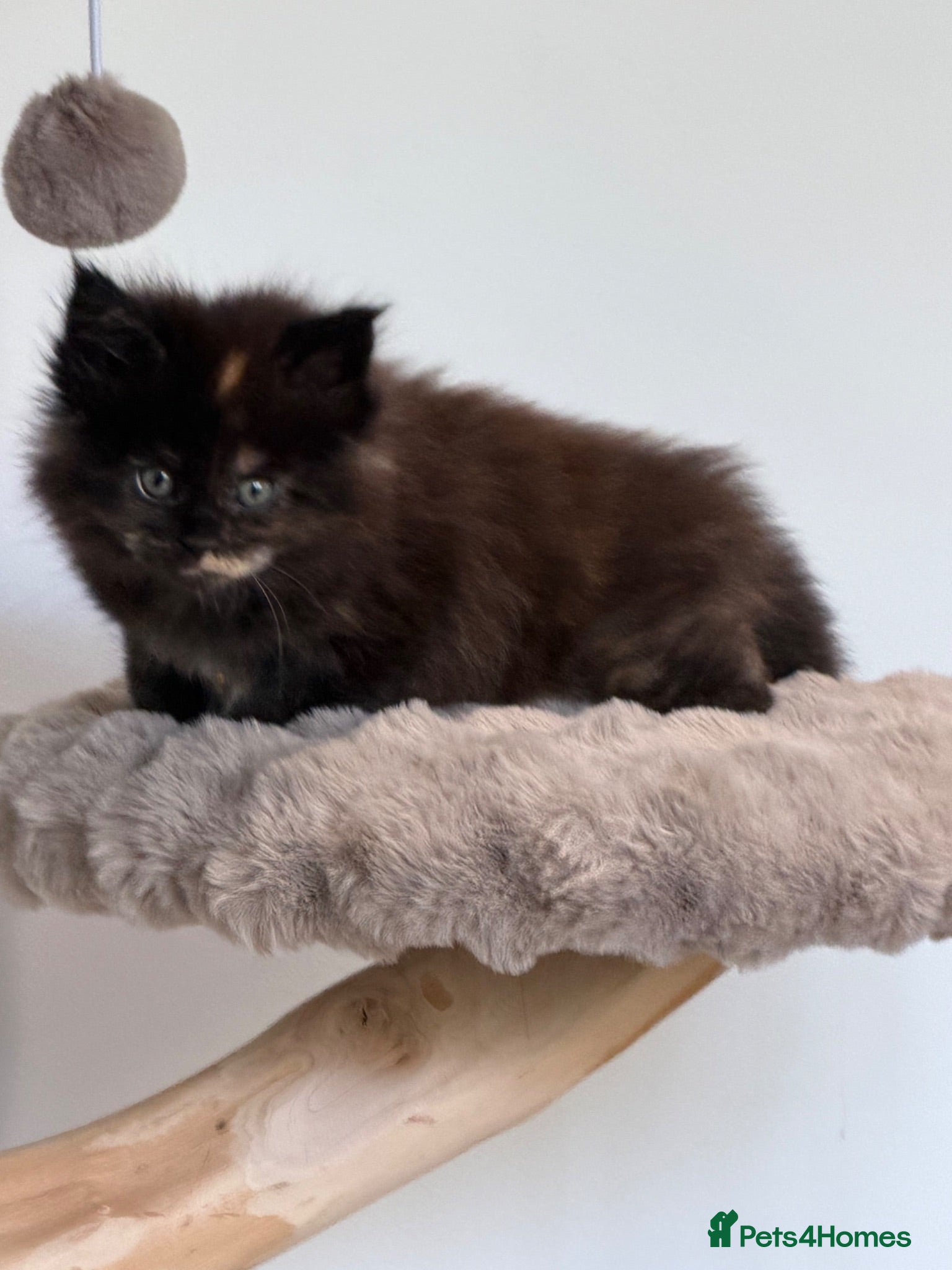 Maine Coon cats XL MAINE COON KITTENS UNIQUE COLOUR XL BLOODLINE - Advert 2