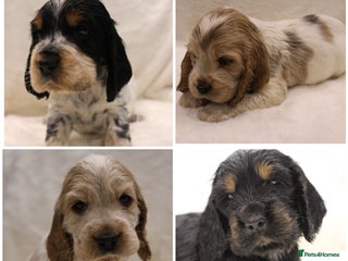 Cocker Spaniel dogs Kc Show type Cocker Spaniels - Advert 3