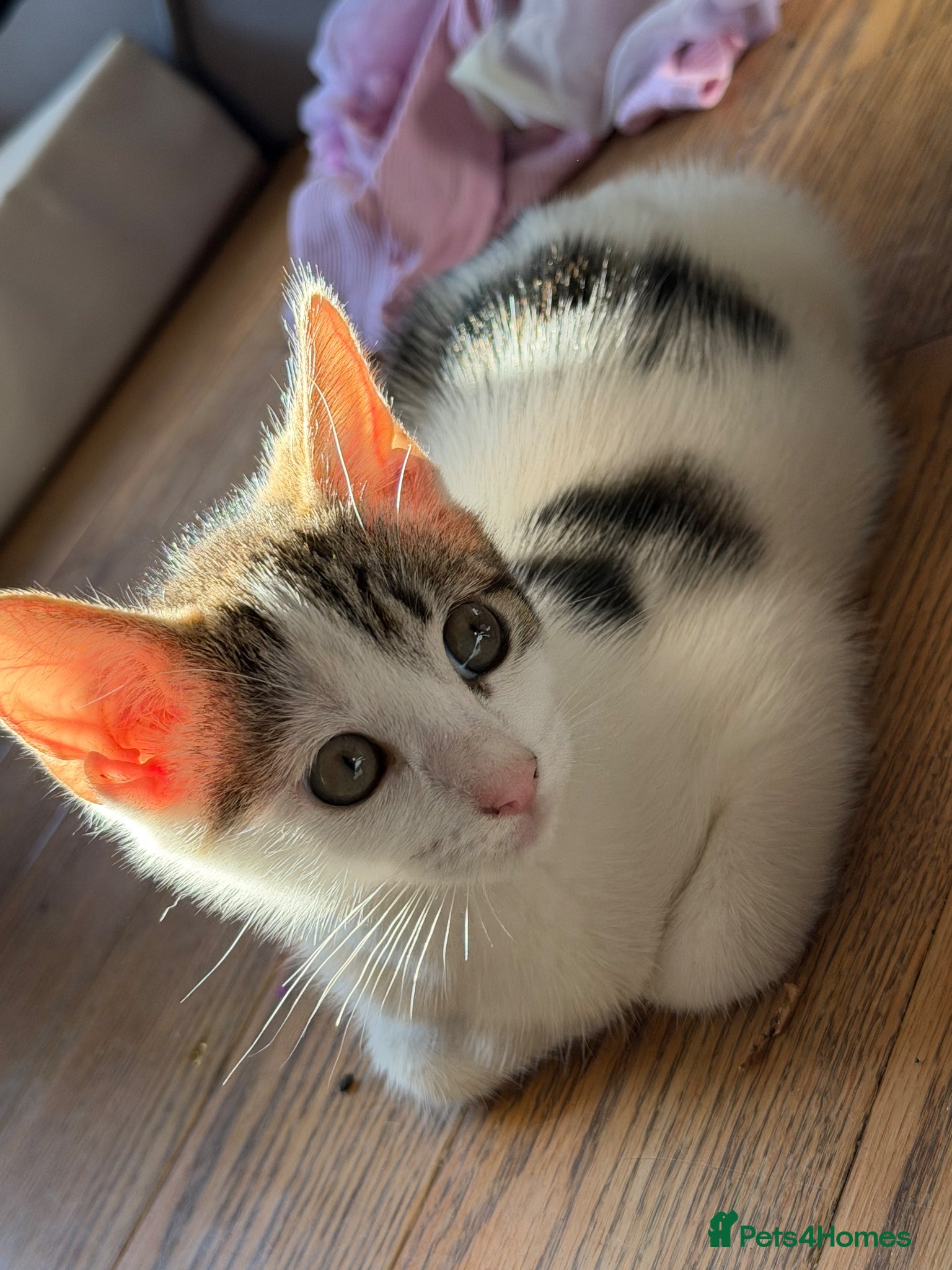 Mixed Breed cats 1 Male Bengal x Kitten Left Available  - Advert 10