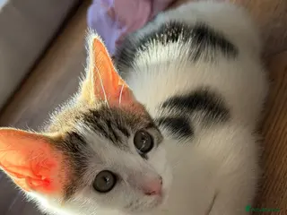 Mixed Breed cats 1 Male Bengal x Kitten Left Available - Advert 10