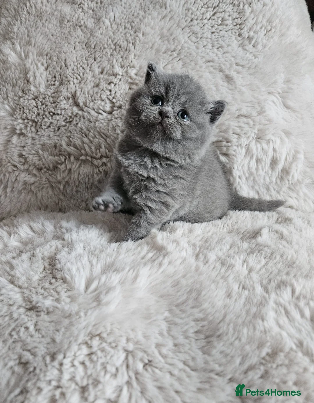 British Shorthair cats for sale: Gorgeous 4 week old health tested BSH - Advert 3