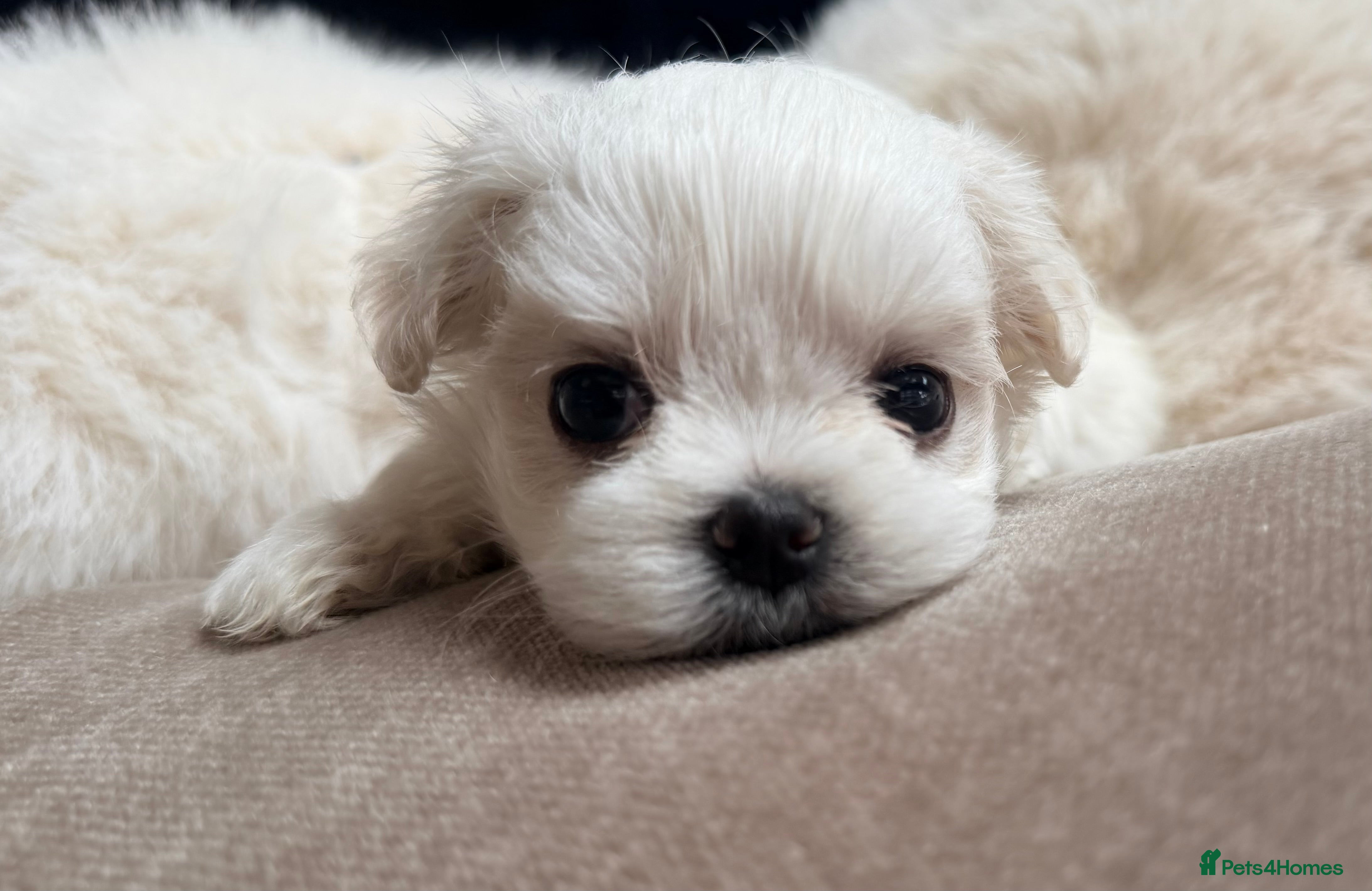 Maltese dogs Bambelina Full Korean Bloodline Maltese - Advert 3