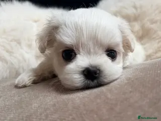 Maltese dogs Bambelina Full Korean Bloodline Maltese - Advert 3
