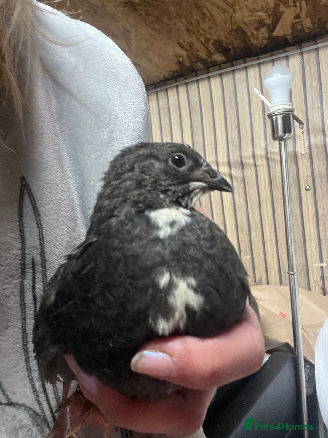 Quail poultry for sale: Japanese painted quail - Advert 2