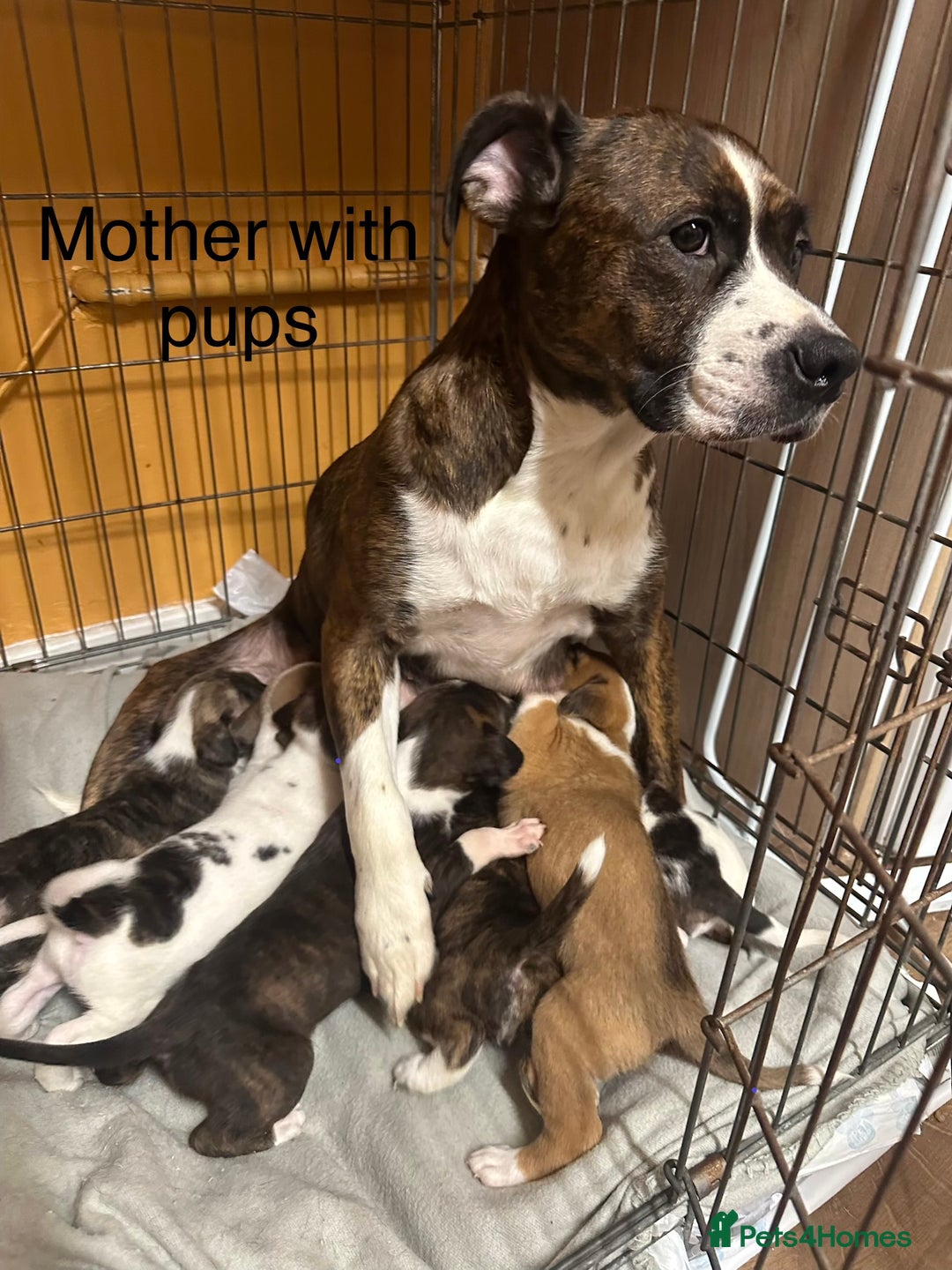 Staffordshire Bull Terrier dogs for sale: 6 staffy x pups  - Advert 2