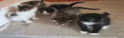 Mixed Breed cats for sale: Kittens - Advert 10