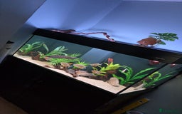 Other/Mixed Breed fish for sale: Aqua one 400 full set up plus more  - Image 2