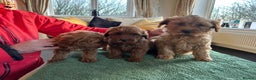 Labradoodle dogs for sale: Gorgeous Health Checked Labradoodle Puppies - Advert 17